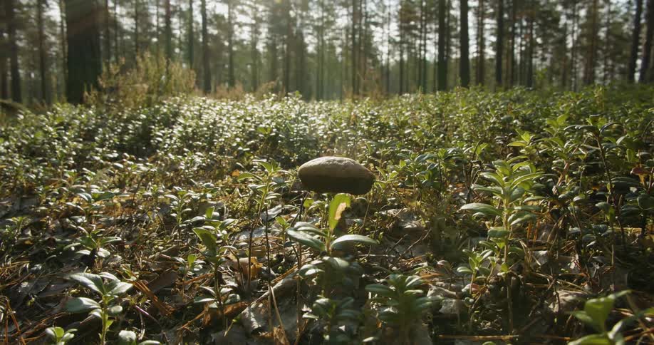 A lone mushroom sitting among the giants