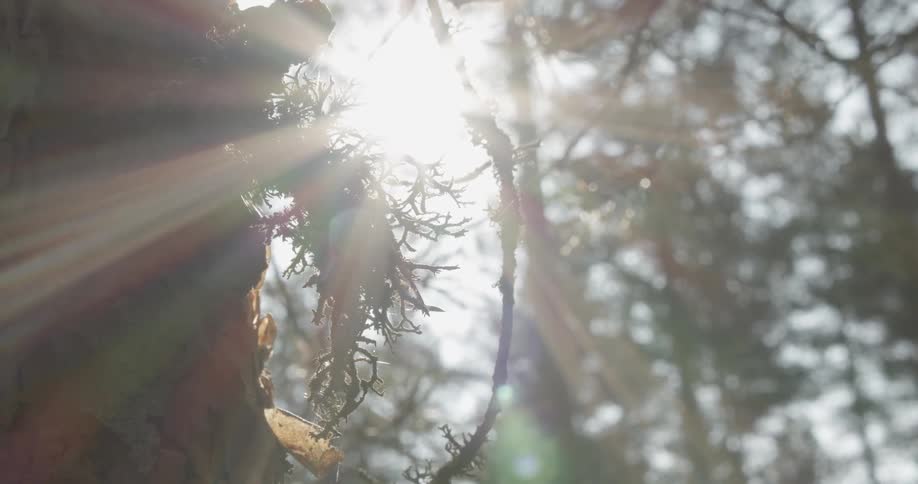 Sunlight streaming through pine tree branches and lichen