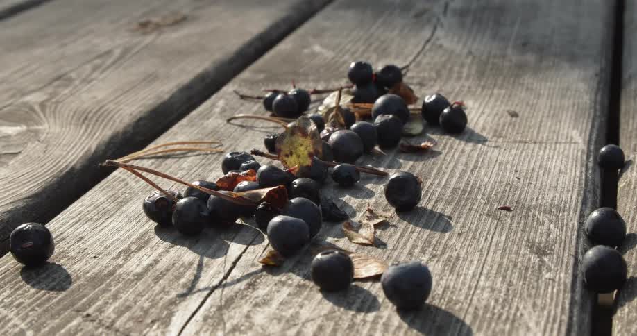 Gathered blueberries on a wooden table outside