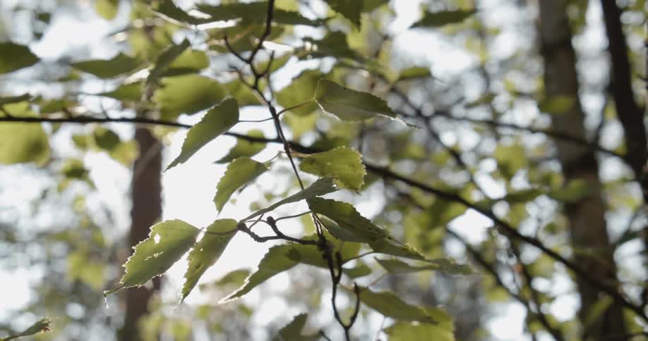 Backlit forest branches and leaves swaying in the wind