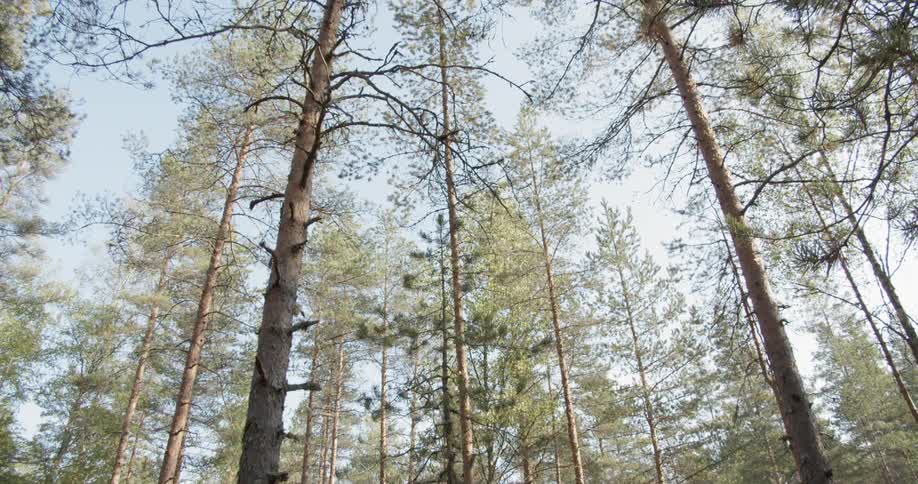 Pine Forest Scenics