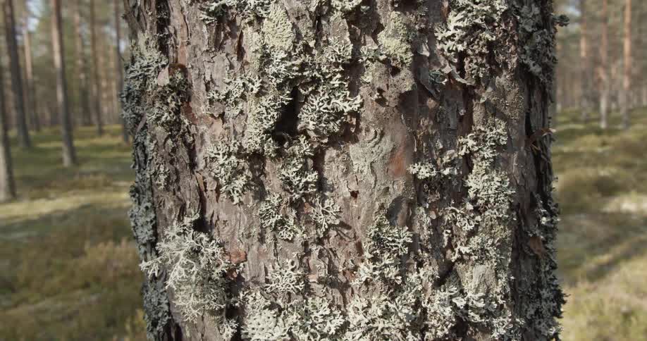 Bark of a pine tree closeup