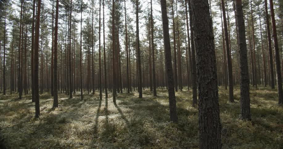 Pine Forest Scenics