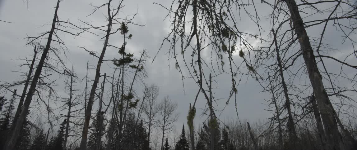 People In Northern Wilderness