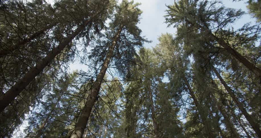 Pine Forest Scenics