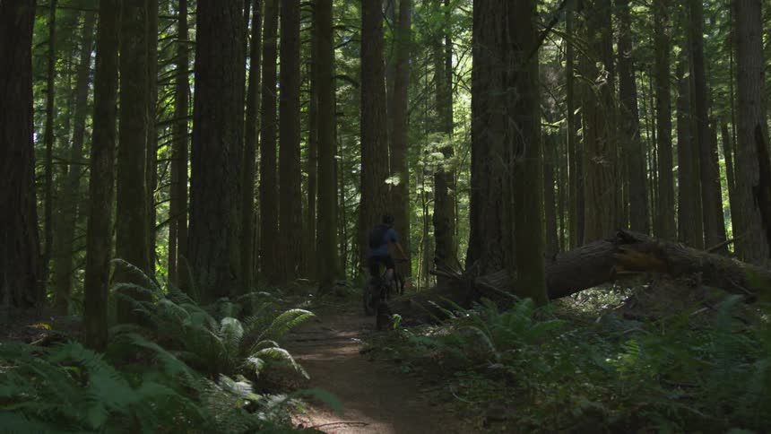 Man Mountain Biking In Forest