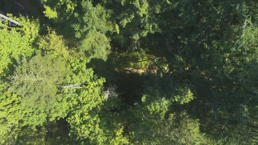 Man Mountain Biking In Forest