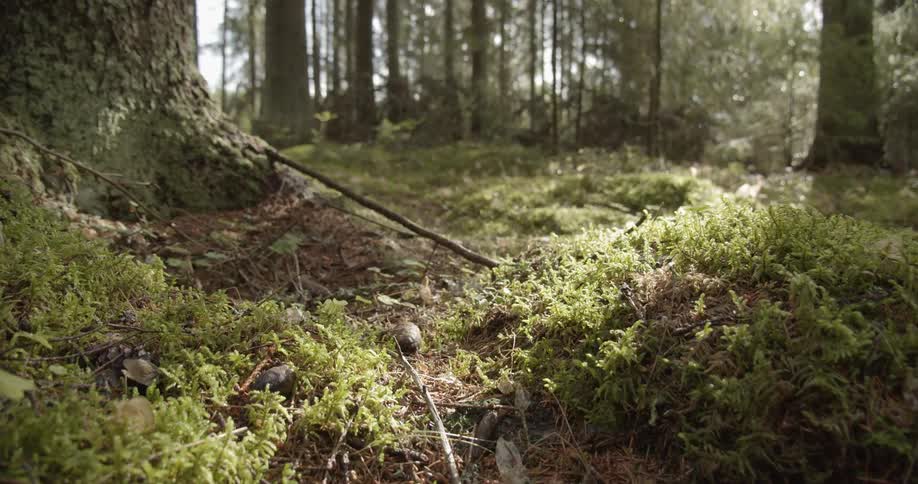 Walking on the forest floor