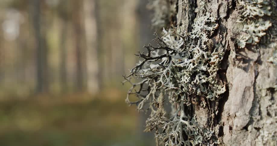 Pine Forest Scenics