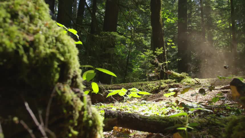 Man Mountain Biking In Forest