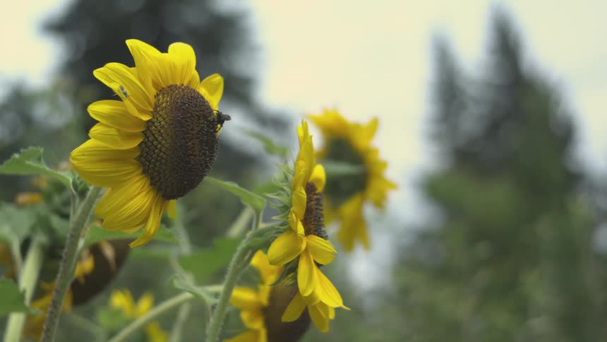 Bees flying and hovering near flowers
