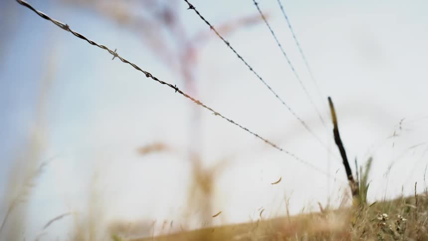 Wheat blows in the breeze on a field with barbed wire fence above
