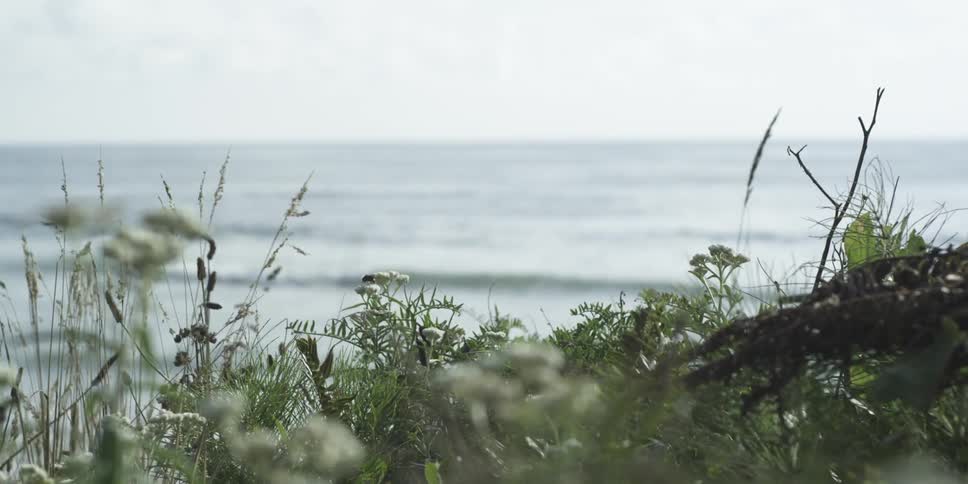 View of waves rolling to shore with grass and weeds in the foreground