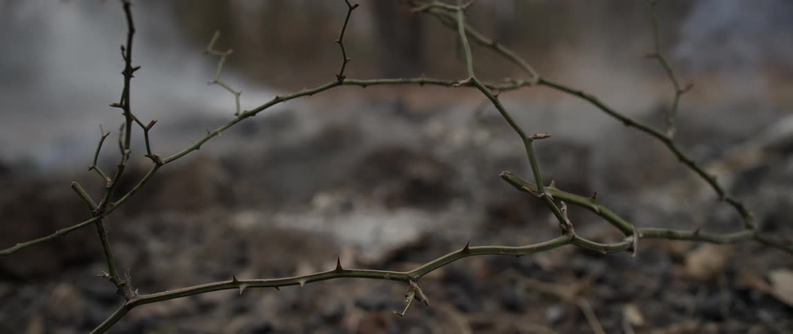 Smoke bellows from the ground in the forest