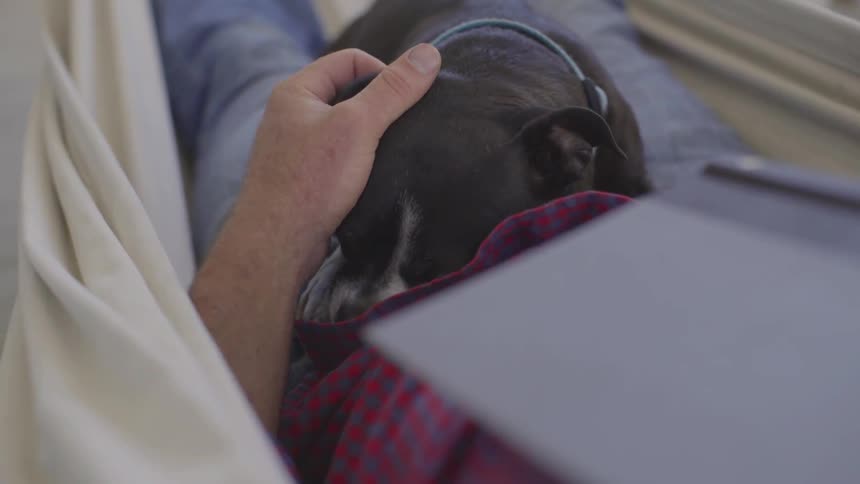 Man With Dogs At Home