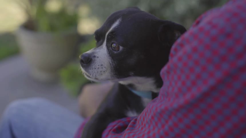 Man With Dogs At Home