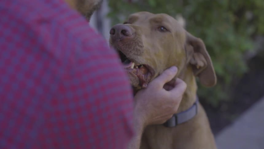 Man With Dogs At Home