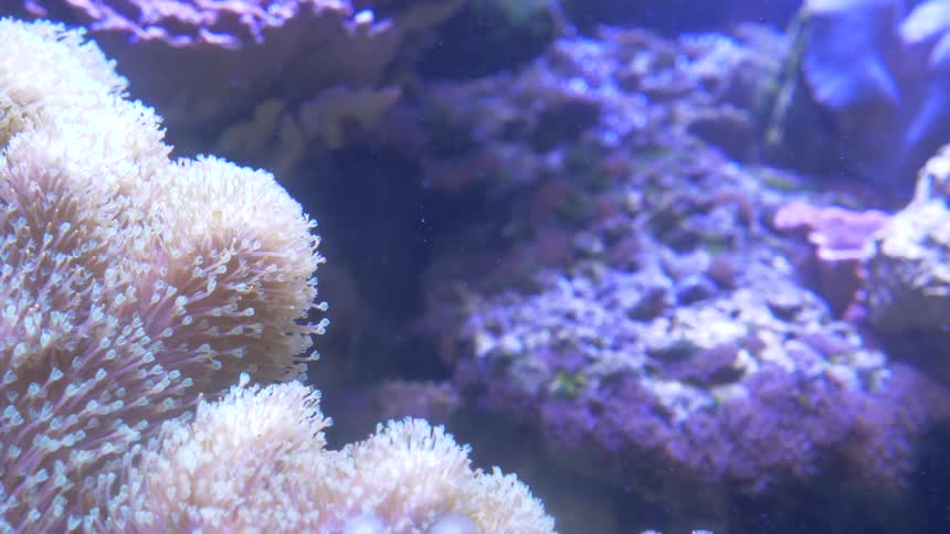 Mom And Daughter At Aquarium