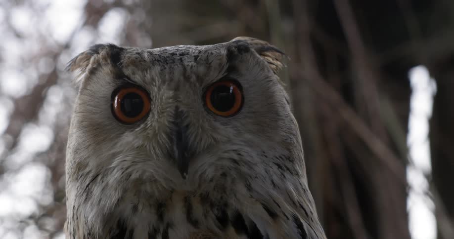Close-up of an owls head in the daytime