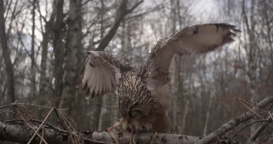 An owl flying with prey and landing on a log