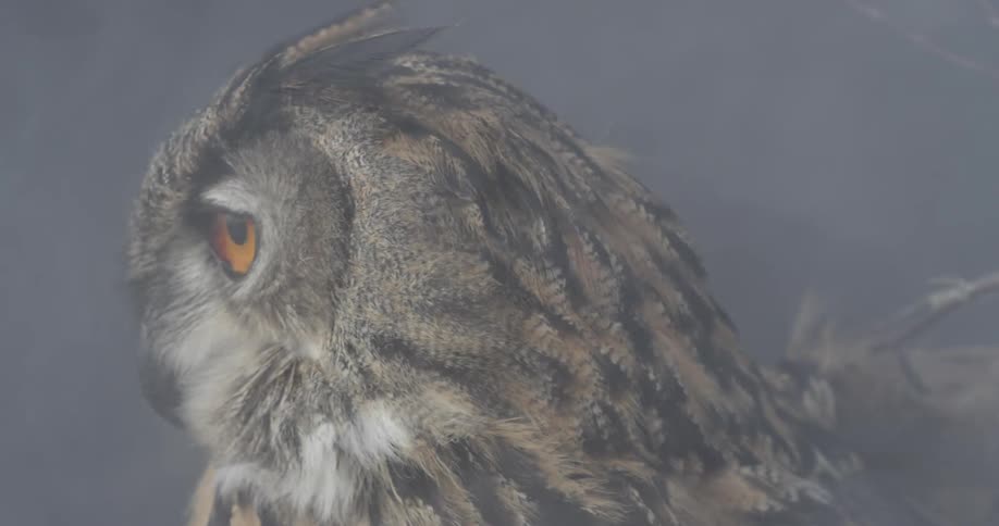 An owl turning its head