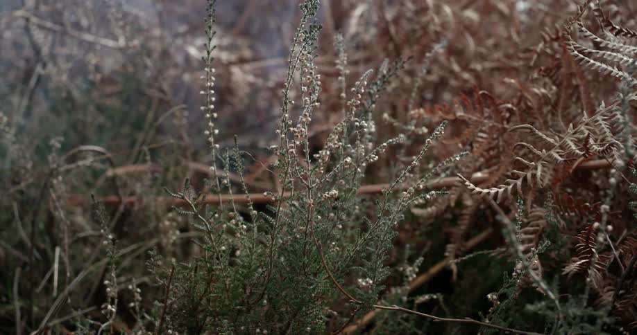 Grass and weeds growing outside