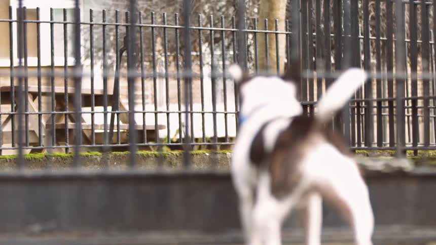 A dog looking at a fox