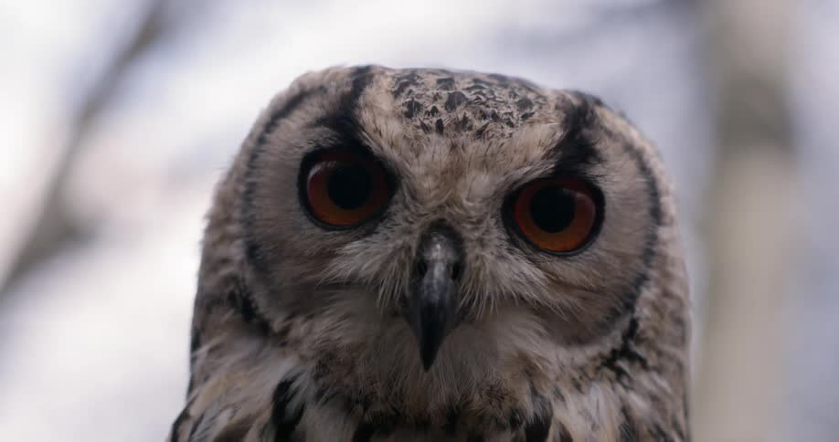 Close up of an owl's face as it is looking up and then into the camera