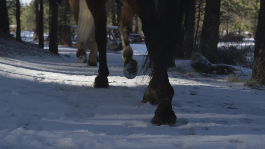 People Riding Horses In Snow