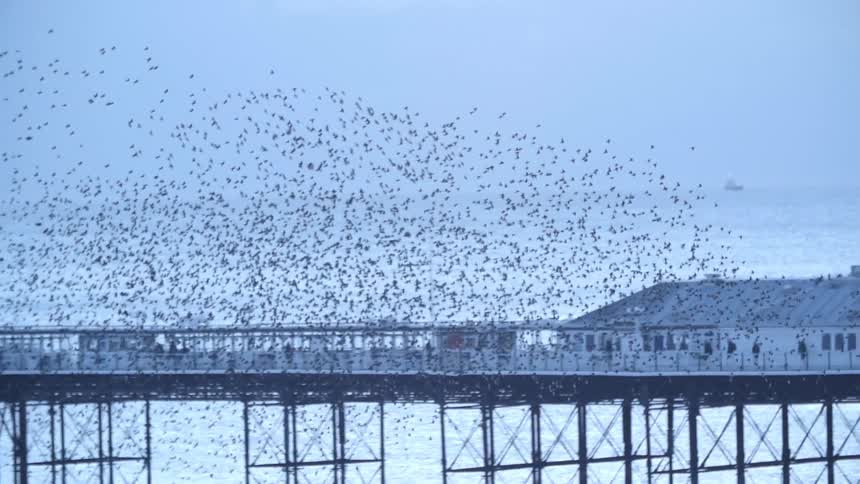 A large flock of birds rises towards the sky in a seaside town