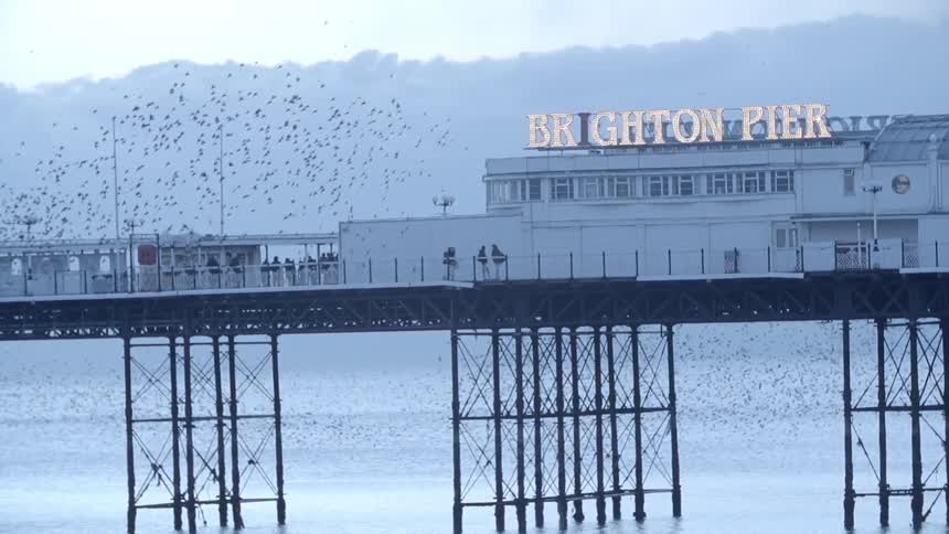A flock of birds swarming around an ocean pier