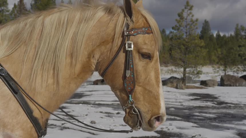 People Riding Horses In Snow