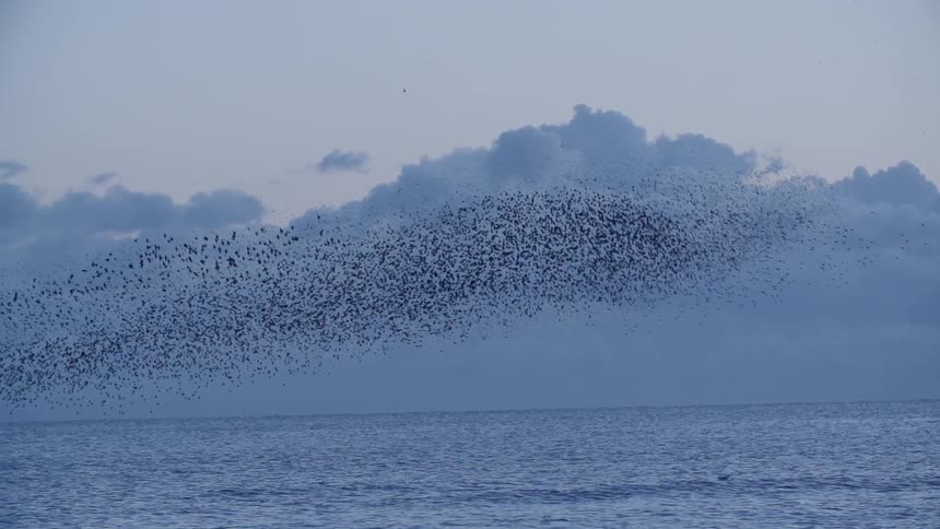 Large flock of birds fly in a formation in a cloudy sky