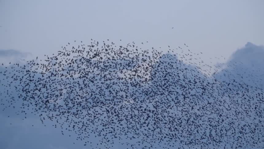 Birds flying in the sky