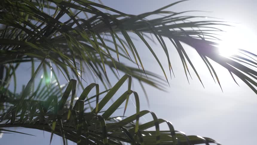 Palm Trees