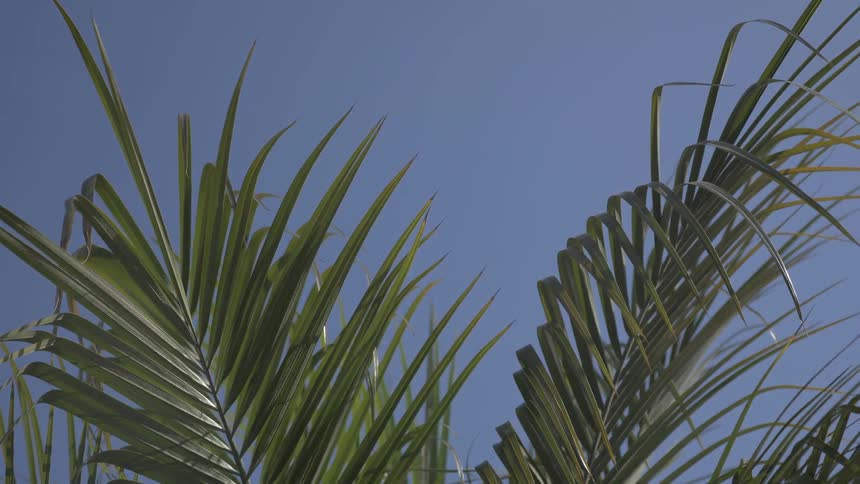 Palm Trees