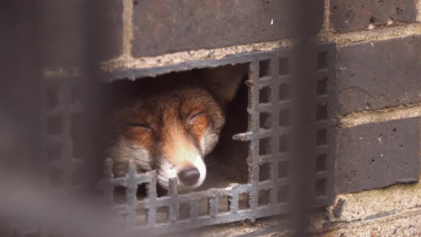 A fox peers out of a broken grate in a brick wall