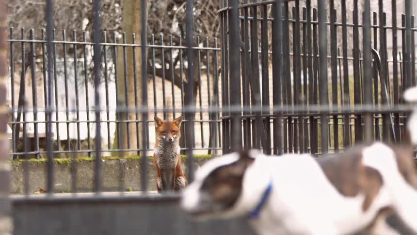 A dog running past a fox