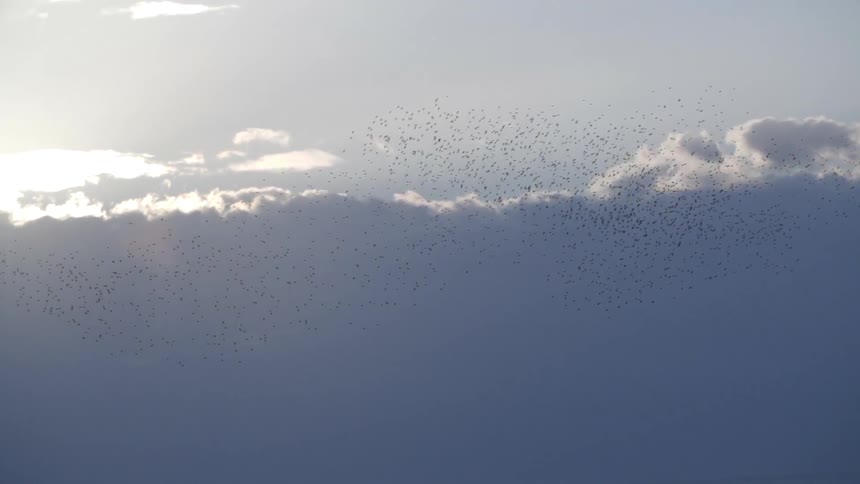 Birds flying in the sky