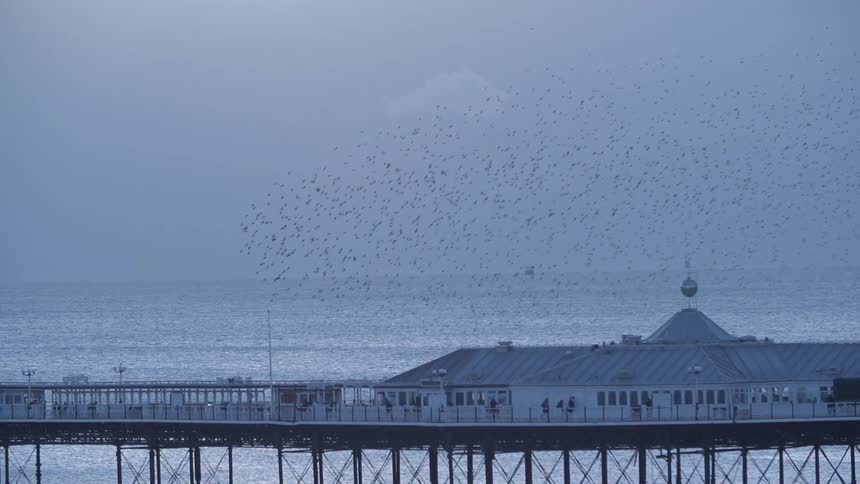 Many birds flying over a body of water and a pier