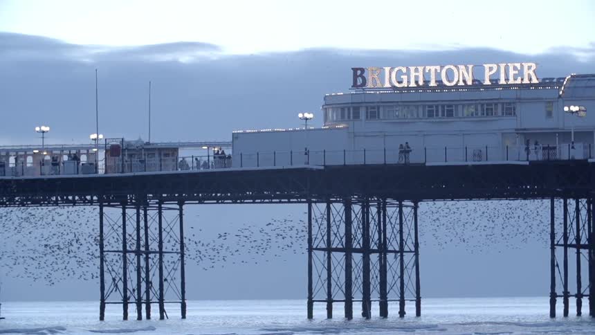 A very high pier on a shoreline has a large flock of birds flying pass it