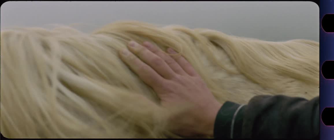 Male hand petting a white horse