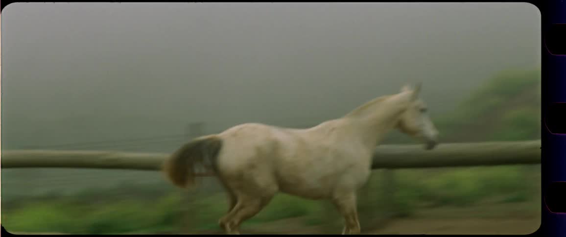 White horse galopping next to stable