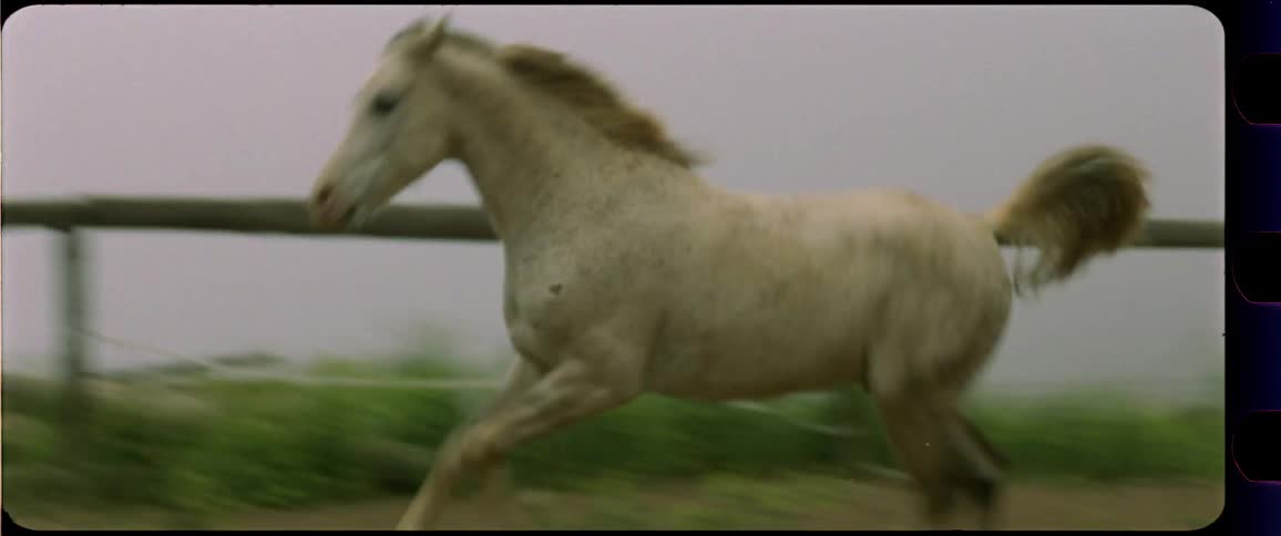 Two white horses galopping