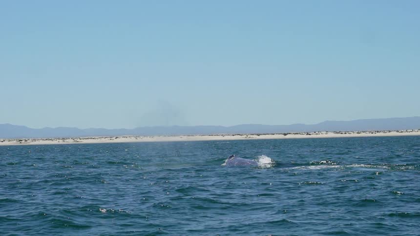 Baja Fishermen