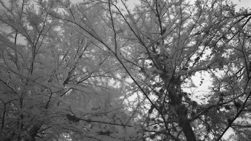 Hamilton's Pool Infrared