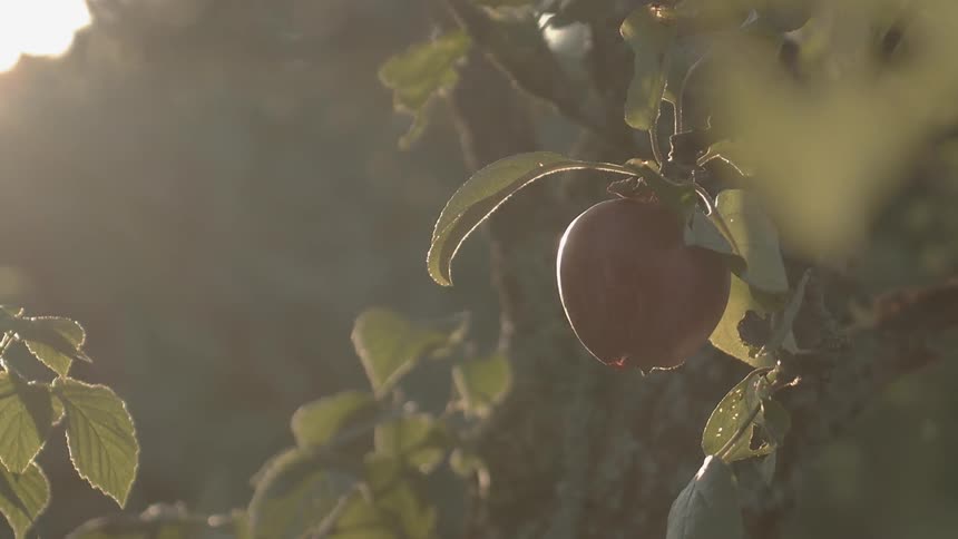 Sustainable Farm With Animals
