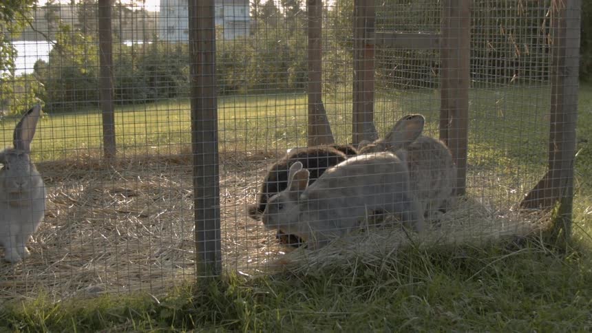 Sustainable Farm With Animals