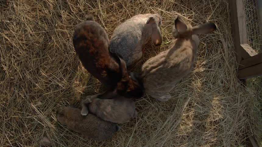 Sustainable Farm With Animals