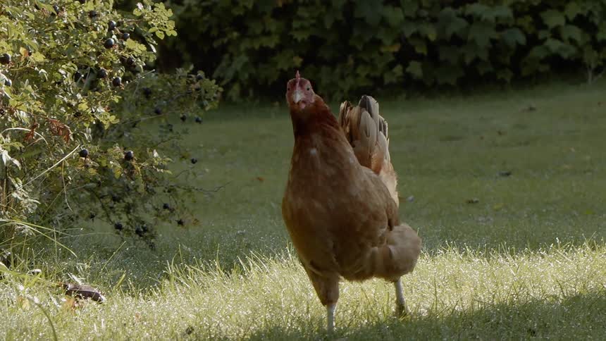Sustainable Farm With Animals
